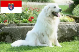 Read more about the article Tatra Sheepdog crescători și căței în Hesse