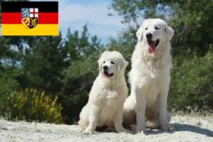 Read more about the article Tatra Sheepdog crescători și căței în Saarland