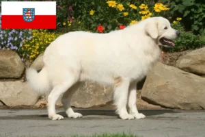 Read more about the article Tatra Sheepdog crescători și căței în Thuringia