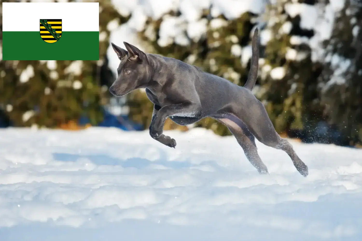 Read more about the article Thai Ridgeback crescători și căței în Saxonia