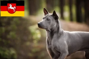 Read more about the article Thai Ridgeback crescători și căței în Saxonia Inferioară