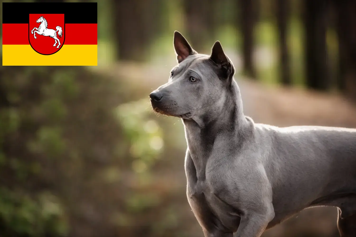 Read more about the article Thai Ridgeback crescători și căței în Saxonia Inferioară