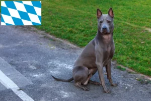 Read more about the article Thai Ridgeback crescători și căței în Bavaria