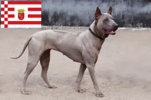 Read more about the article Thai Ridgeback crescător și căței în Bremen