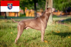 Read more about the article Thai Ridgeback crescători și căței în Hessen