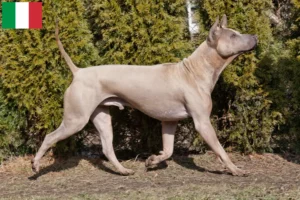 Read more about the article Thai Ridgeback crescători și căței în Italia