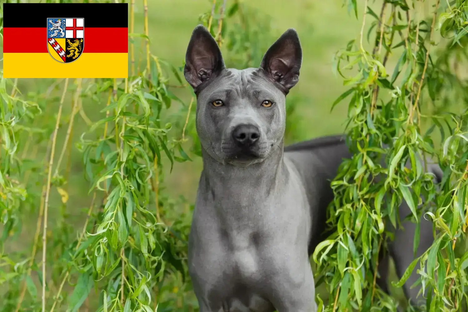 Read more about the article Thai Ridgeback crescători și căței în Saarland