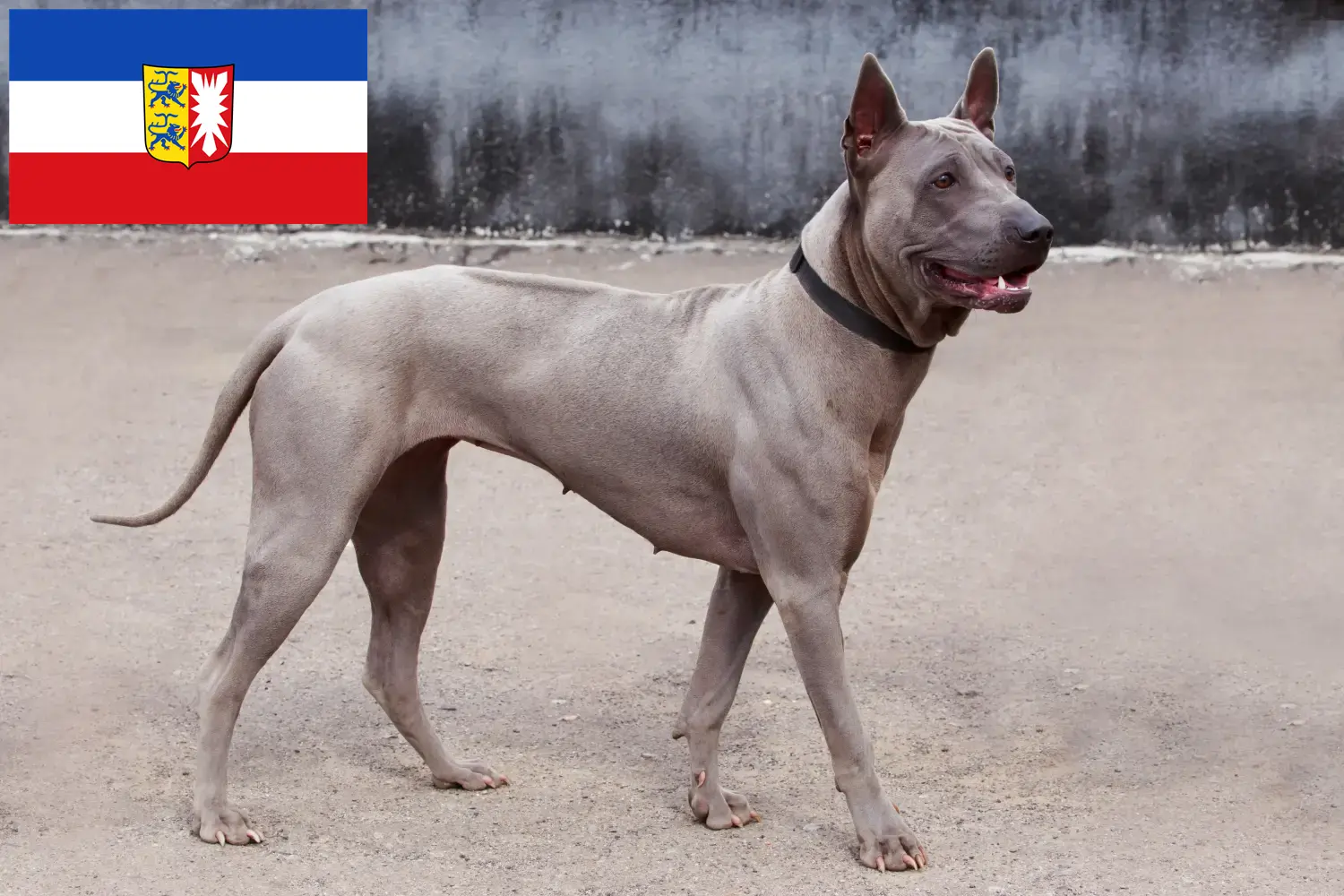 Read more about the article Thai Ridgeback crescători și căței în Schleswig-Holstein