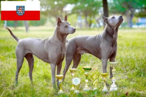 Read more about the article Thai Ridgeback crescători și căței în Thuringia