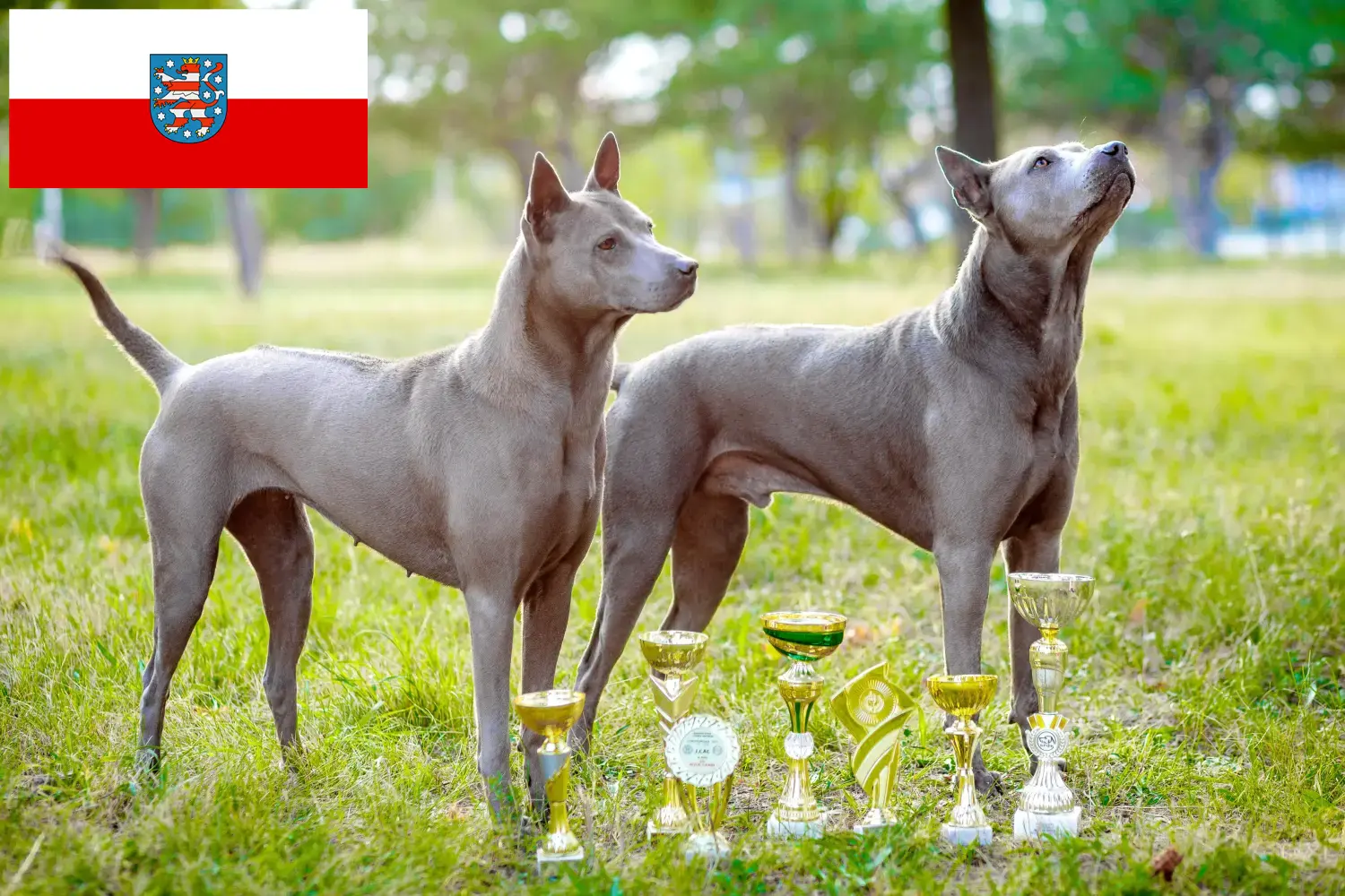 Read more about the article Thai Ridgeback crescători și căței în Thuringia