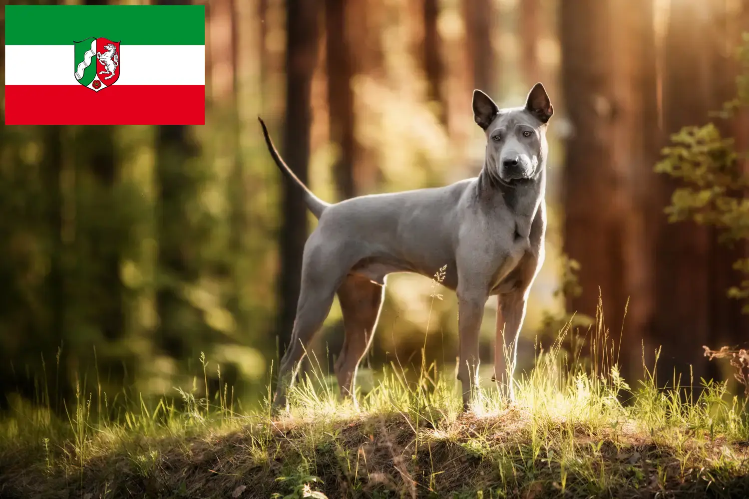 Read more about the article Thai Ridgeback crescători și căței în Renania de Nord-Westfalia