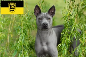 Read more about the article Thai Ridgeback crescători și căței în Baden-Württemberg