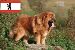 Read more about the article Tibetan Dog Breeder și căței în Berlin