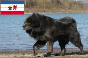 Read more about the article Tibetan Dog Breeder și căței în Mecklenburg-Vorpommern