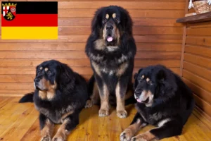 Read more about the article Tibetan Mastiff crescători și căței în Renania-Palatinat