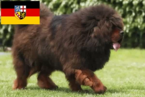 Read more about the article Tibetan Dog Breeder și căței în Saarland