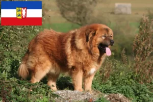 Read more about the article Tibetan Dog Breeder și căței în Schleswig-Holstein