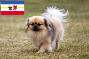 Read more about the article Tibetan Spaniel crescători și căței în Mecklenburg-Vorpommern