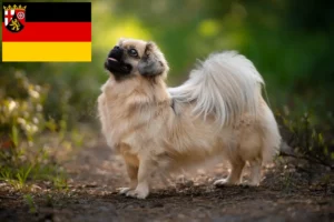 Read more about the article Tibetan Spaniel crescători și căței în Renania-Palatinat