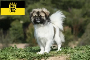 Read more about the article Tibetan Spaniel crescători și căței în Baden-Württemberg