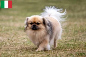 Read more about the article Tibetan Spaniel crescători și căței în Italia