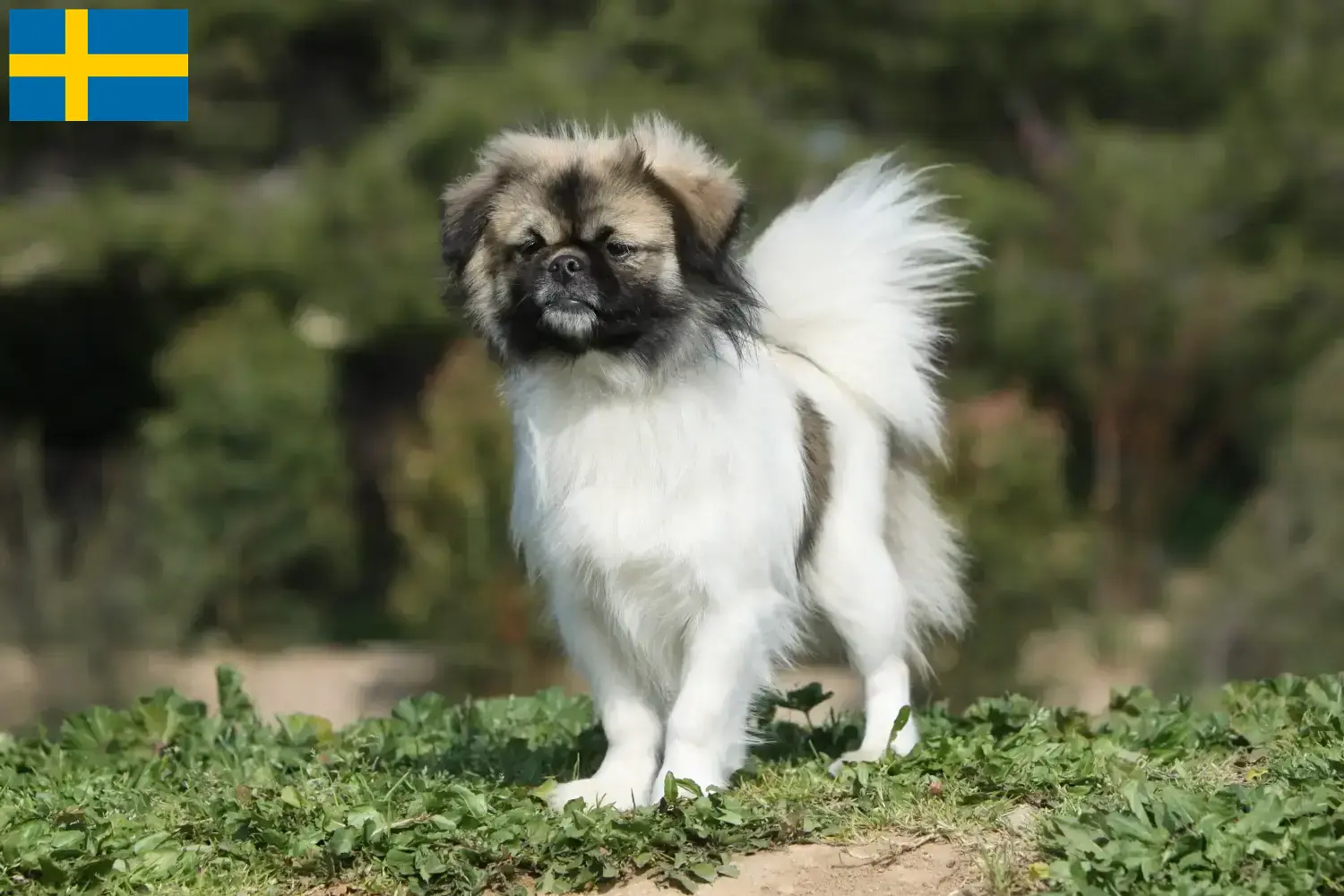 Read more about the article Crescători de Spaniel Tibetan și căței în Suedia