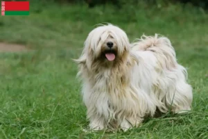 Read more about the article Tibetan Terrier crescători și căței în Belarus