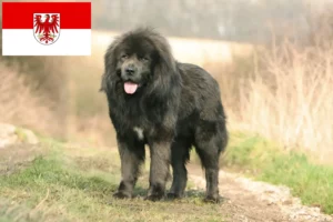 Read more about the article Tibetan Dog Breeder și căței în Brandenburg