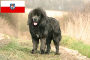 Read more about the article Tibetan Dog Breeder și căței în Thuringia