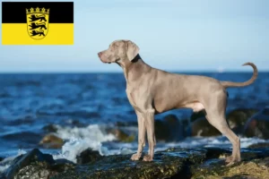 Read more about the article Weimaraner crescători și căței în Baden-Württemberg