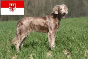 Read more about the article Weimaraner crescători și căței în Brandenburg