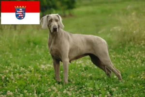 Read more about the article Weimaraner crescători și căței în Hessen