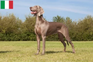 Read more about the article Weimaraner crescători și căței în Italia