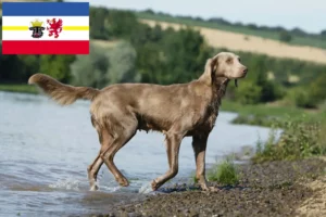 Read more about the article Weimaraner crescători și căței în Mecklenburg-Vorpommern