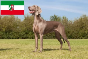 Read more about the article Weimaraner crescători și căței în Renania de Nord-Westfalia