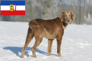 Read more about the article Weimaraner crescători și căței în Schleswig-Holstein