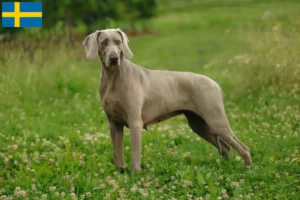 Read more about the article Weimaraner crescători și căței în Suedia