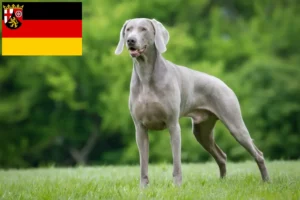 Read more about the article Weimaraner crescători și căței în Renania-Palatinat