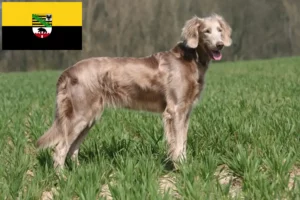 Read more about the article Weimaraner crescători și căței în Saxonia-Anhalt