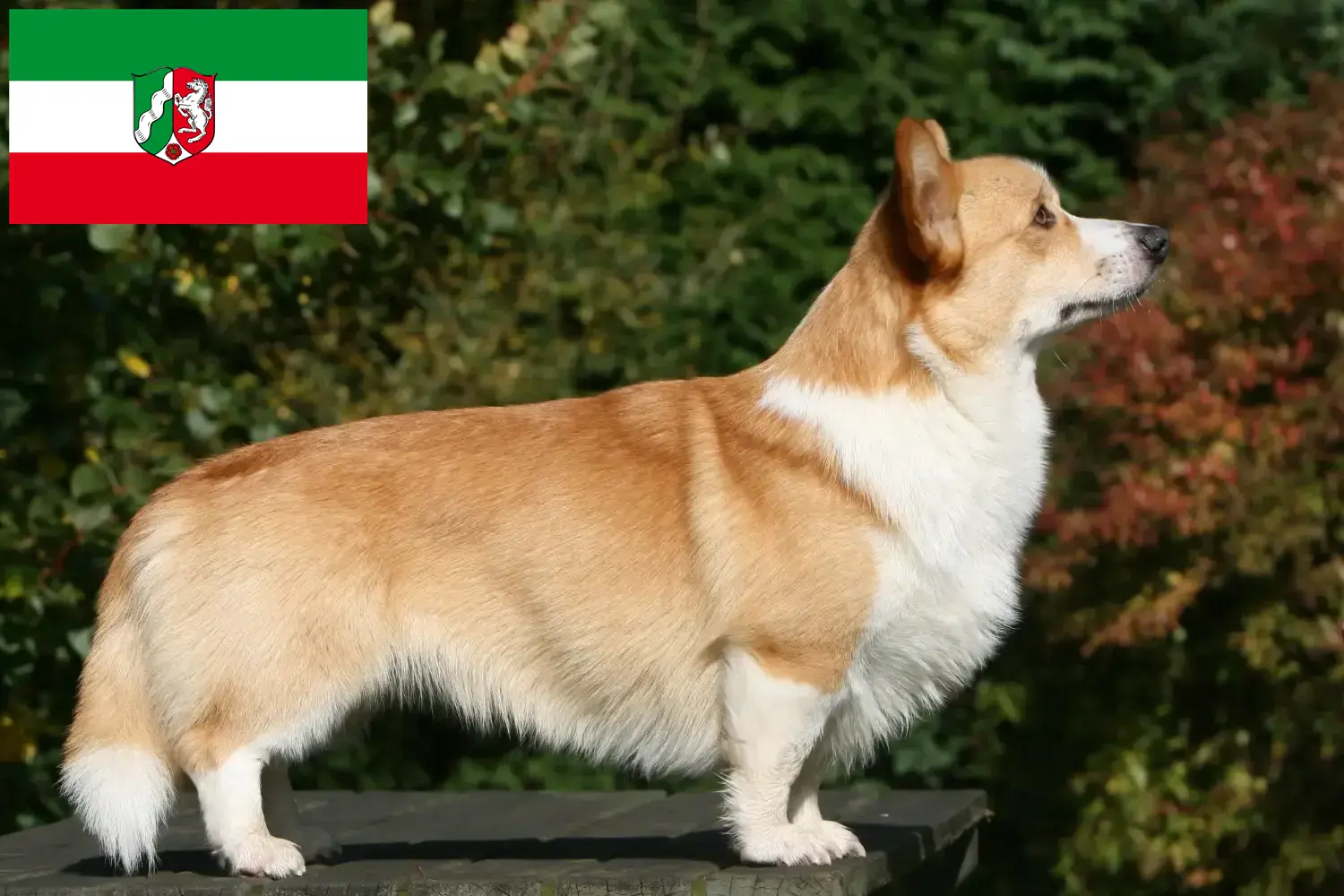 Read more about the article Welsh Corgi crescători și căței în Renania de Nord-Westfalia