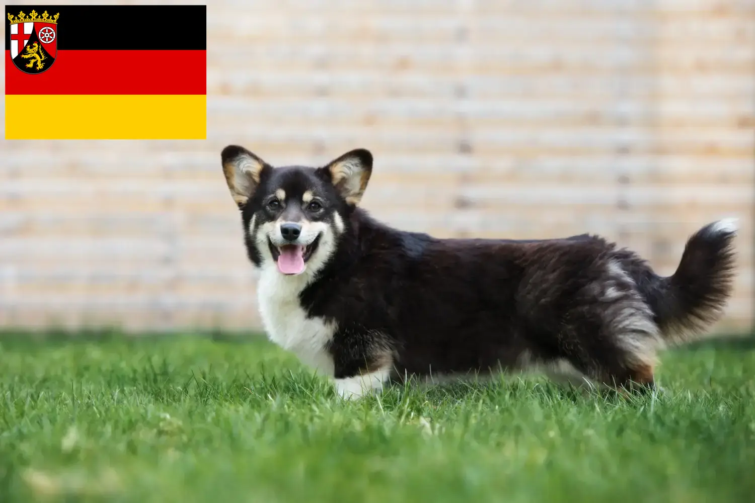 Read more about the article Welsh Corgi crescători și căței în Renania-Palatinat