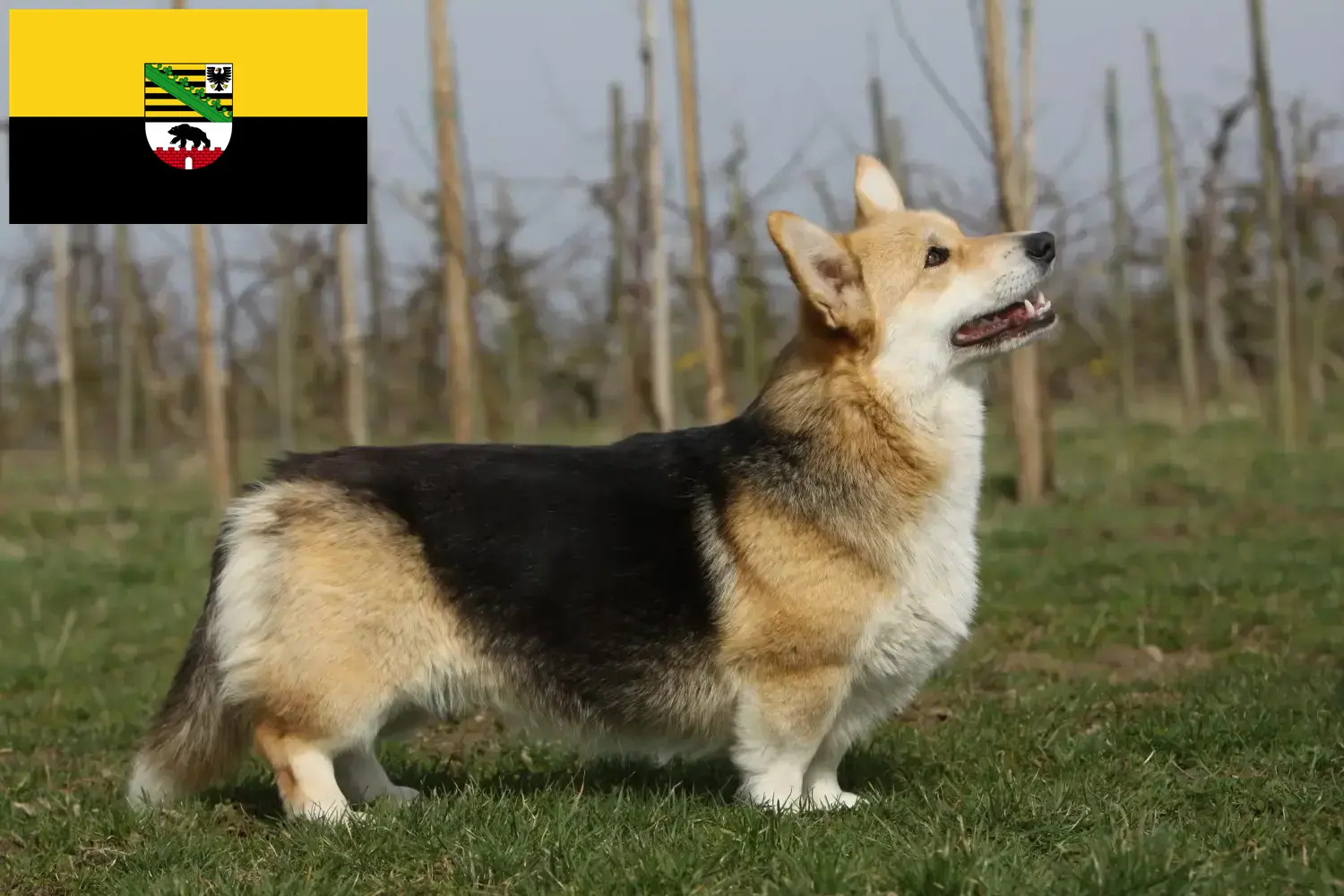 Read more about the article Welsh Corgi crescători și căței în Saxonia-Anhalt