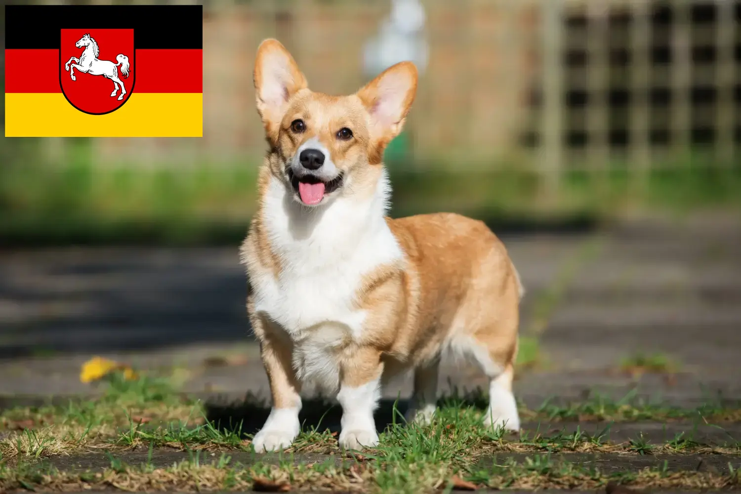 Read more about the article Welsh Corgi crescători și căței în Saxonia Inferioară