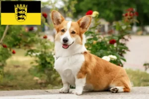 Read more about the article Welsh Corgi crescători și căței în Baden-Württemberg