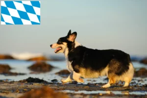 Read more about the article Welsh Corgi crescători și căței în Bavaria