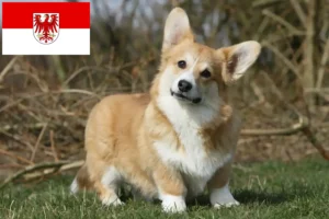 Read more about the article Welsh Corgi crescători și căței în Brandenburg