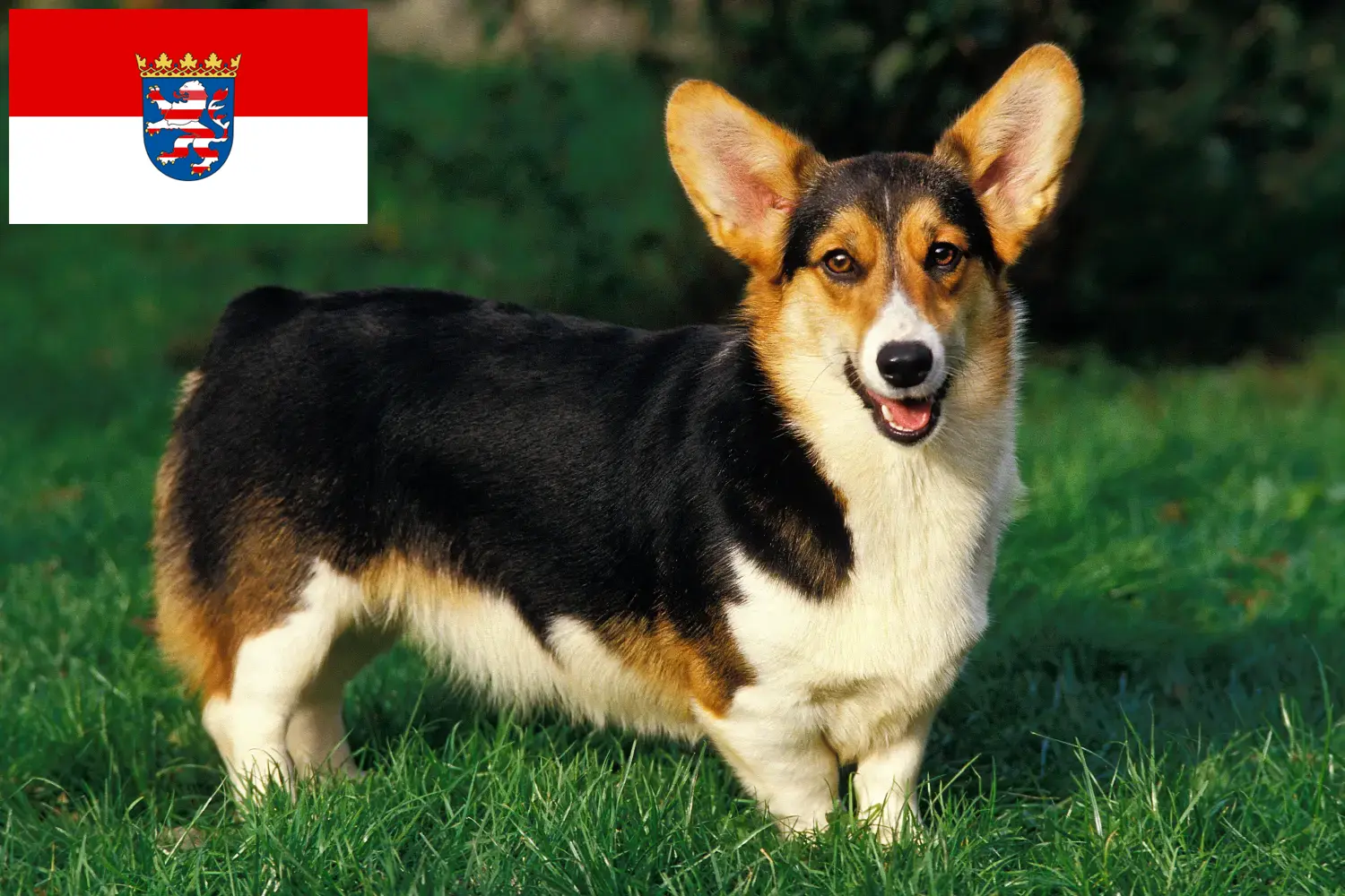 Read more about the article Welsh Corgi crescători și căței în Hessen