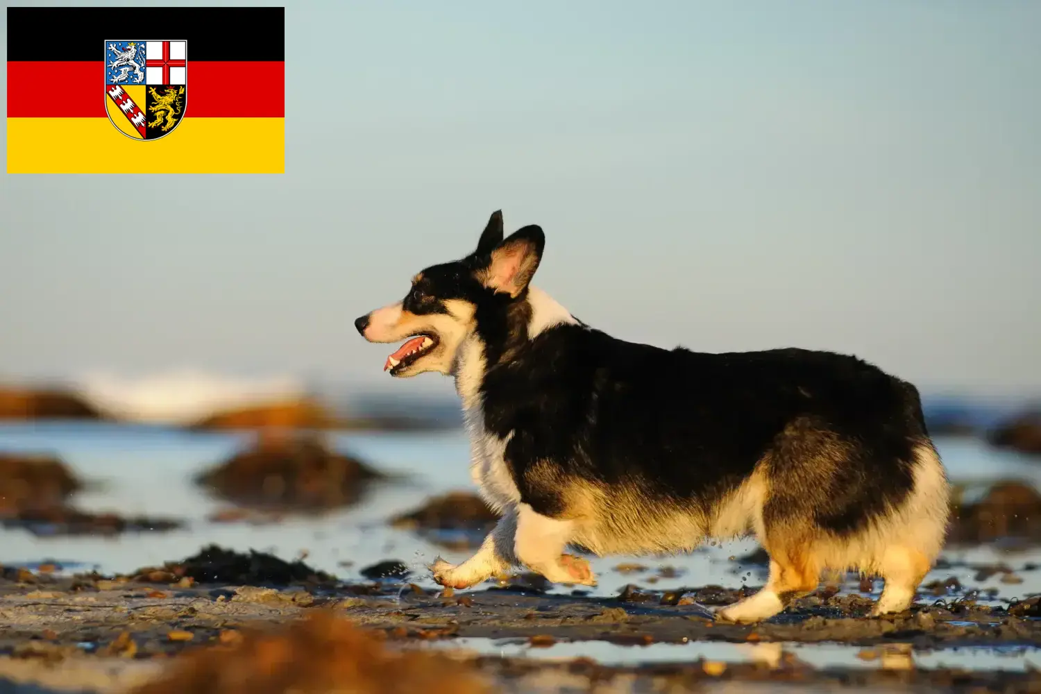 Read more about the article Welsh Corgi crescători și căței în Saarland