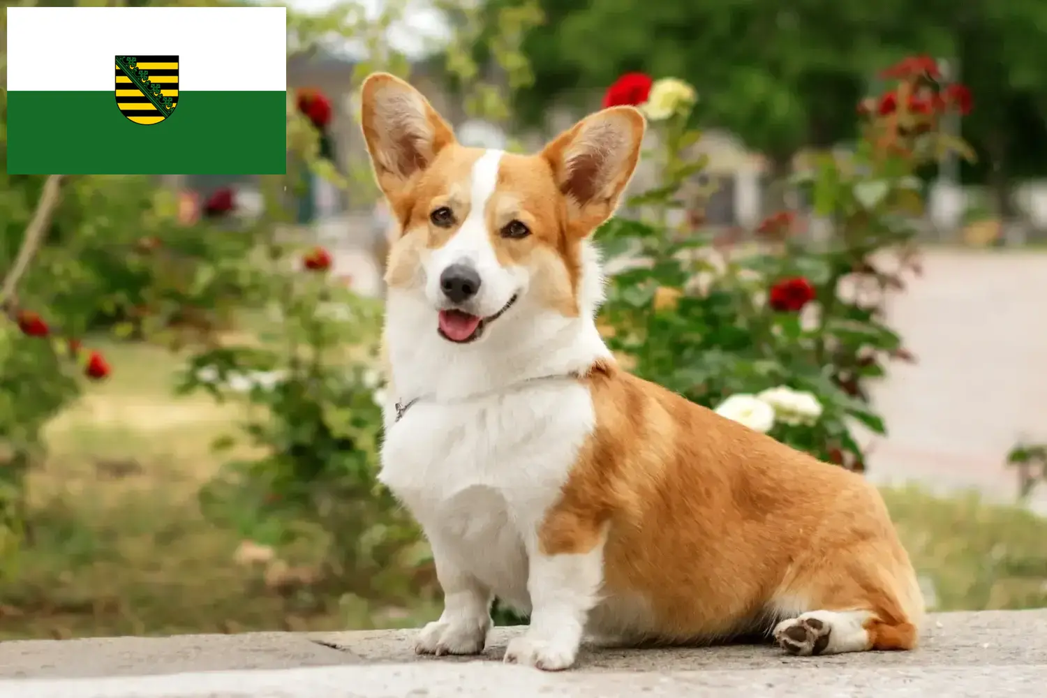 Read more about the article Welsh Corgi crescători și căței în Saxonia