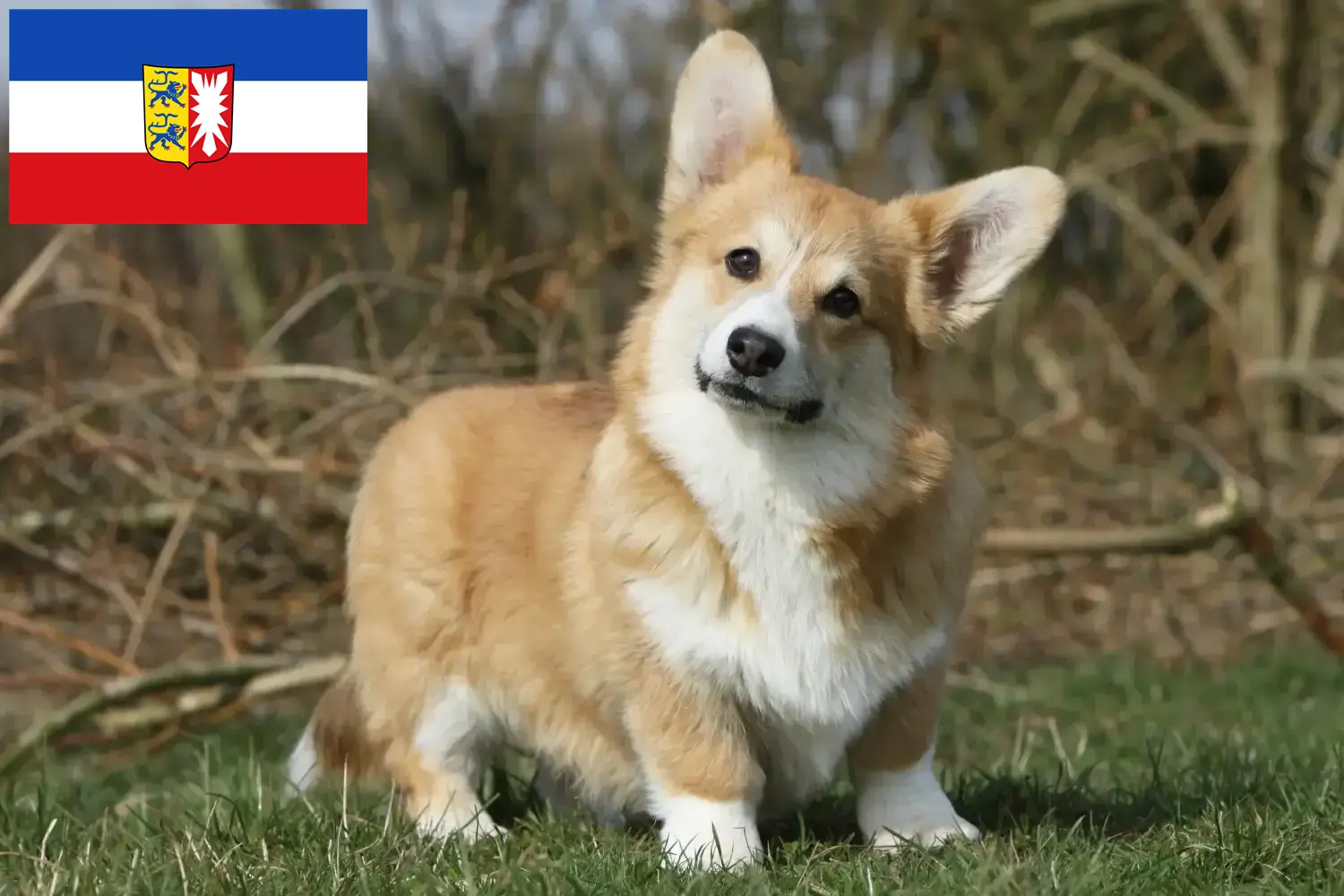 Read more about the article Welsh Corgi crescători și căței în Schleswig-Holstein